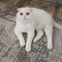 Scottish Fold, Kedi  Abidin fotoğrafı