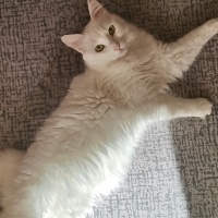 Ankara Kedisi, Kedi  Umay fotoğrafı