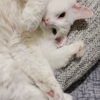 Ankara Kedisi, Kedi  Umay fotoğrafı