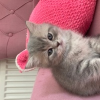 British Longhair, Kedi  Tabby fotoğrafı
