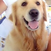 Golden Retriever, Köpek  Paşa fotoğrafı