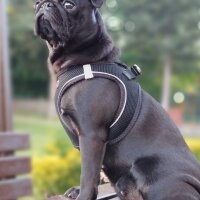 Pug, Köpek  Sonya fotoğrafı