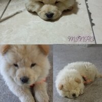 Chow Chow (çin Aslanı), Köpek  Çin aslanı fotoğrafı