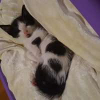 Tuxedo (Smokin) Kedi, Kedi  Zeytin fotoğrafı