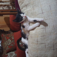 Tuxedo (Smokin) Kedi, Kedi  Zeytin fotoğrafı