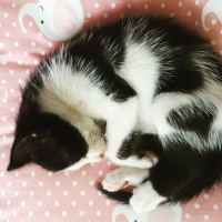 Tuxedo (Smokin) Kedi, Kedi  Zeytin fotoğrafı