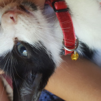 Tuxedo (Smokin) Kedi, Kedi  Zeytin fotoğrafı