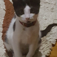 Tuxedo (Smokin) Kedi, Kedi  Zeytin fotoğrafı