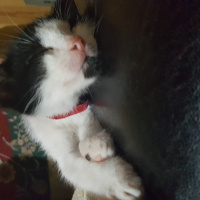 Tuxedo (Smokin) Kedi, Kedi  Zeytin fotoğrafı