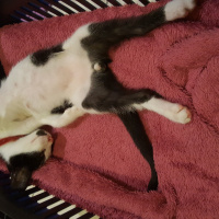 Tuxedo (Smokin) Kedi, Kedi  Zeytin fotoğrafı