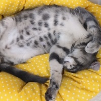 Tekir Kedi, Kedi  Mırnav fotoğrafı