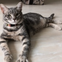 Tekir Kedi, Kedi  Mırnav fotoğrafı