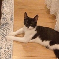 Tuxedo (Smokin) Kedi, Kedi  Helva fotoğrafı