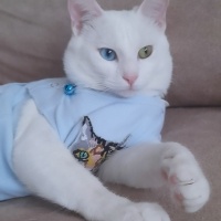 Van Kedisi, Kedi  Mercan fotoğrafı