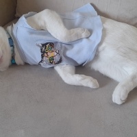Van Kedisi, Kedi  Mercan fotoğrafı