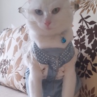Van Kedisi, Kedi  Mercan fotoğrafı