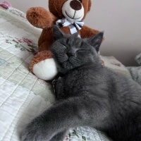 British Shorthair, Kedi  loki fotoğrafı