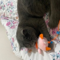 British Shorthair, Kedi  loki fotoğrafı