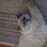 British Shorthair, Kedi  Maya fotoğrafı