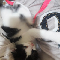 Tuxedo (Smokin) Kedi, Kedi  Pati fotoğrafı
