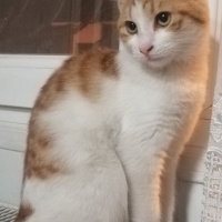 Sarman, Kedi  Minnoş fotoğrafı
