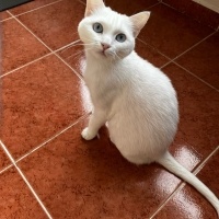 Van Kedisi, Kedi  Puli fotoğrafı