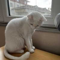 Van Kedisi, Kedi  Puli fotoğrafı