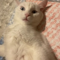 Van Kedisi, Kedi  Puli fotoğrafı