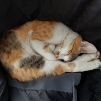Tekir Kedi, Kedi  Lara fotoğrafı
