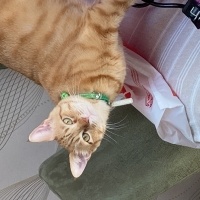 Sarman, Kedi  Behlül fotoğrafı