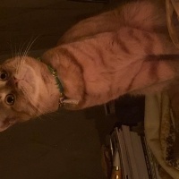 Sarman, Kedi  Behlül fotoğrafı