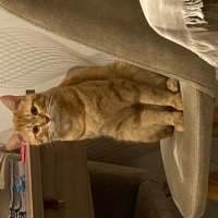 Sarman, Kedi  Behlül fotoğrafı