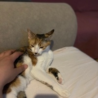 Tekir Kedi, Kedi  Susam fotoğrafı