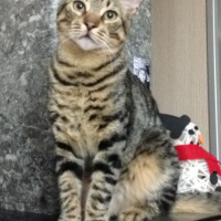 Tekir Kedi, Kedi  Tekila fotoğrafı