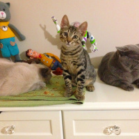 Tekir Kedi, Kedi  Tekila fotoğrafı