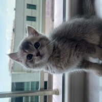 British Shorthair, Kedi  Lila fotoğrafı