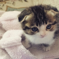 Scottish Fold, Kedi  Pamuk Müezza fotoğrafı