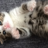 Scottish Fold, Kedi  Pamuk Müezza fotoğrafı