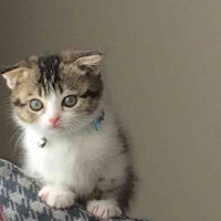 Scottish Fold, Kedi  Pamuk Müezza fotoğrafı