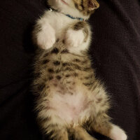 Scottish Fold, Kedi  Pamuk Müezza fotoğrafı