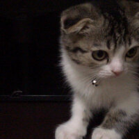 Scottish Fold, Kedi  Pamuk Müezza fotoğrafı