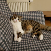 Scottish Fold, Kedi  Pamuk Müezza fotoğrafı