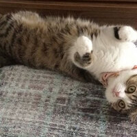 Scottish Fold, Kedi  Pamuk Müezza fotoğrafı