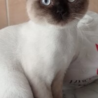 British Longhair, Kedi  Ciko fotoğrafı