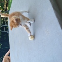 Tekir Kedi, Kedi  Efsane fotoğrafı
