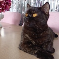 British Shorthair, Kedi  Bitter fotoğrafı