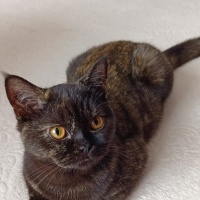 British Shorthair, Kedi  Bitter fotoğrafı