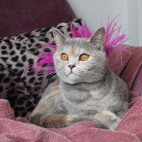 British Shorthair, Kedi  Bitter fotoğrafı
