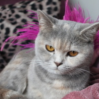 British Shorthair, Kedi  Bitter fotoğrafı