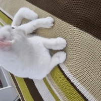 Brazilian Shorthair, Kedi  Boncuk fotoğrafı